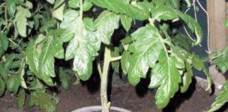 Выращивание рассады томатов на двух корнях Помидоры на двух корнях
