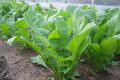 Выращивание рукколы: от выбора сорта до защиты от болезней и вредителей
