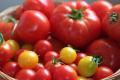 Как собирать семена со своих томатов правильно: все способы и советы по выбору помидоров на семена