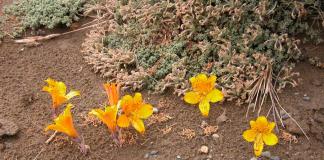 Альстромерия — выращивание «перуанской лилии» в открытом и защищенном грунте